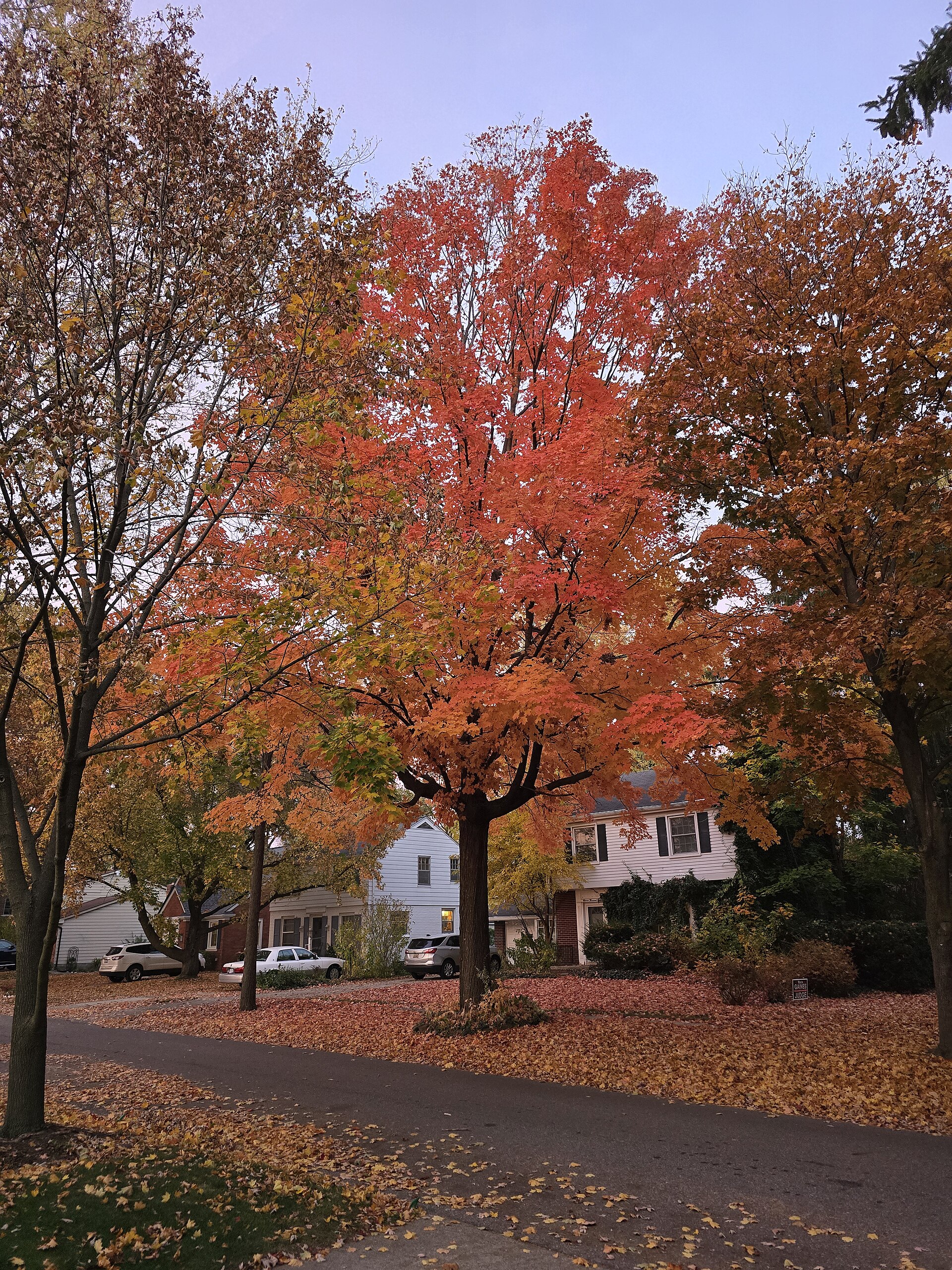 Maple tree in autumn in Livonia's Rosedale Gardens neighborhood